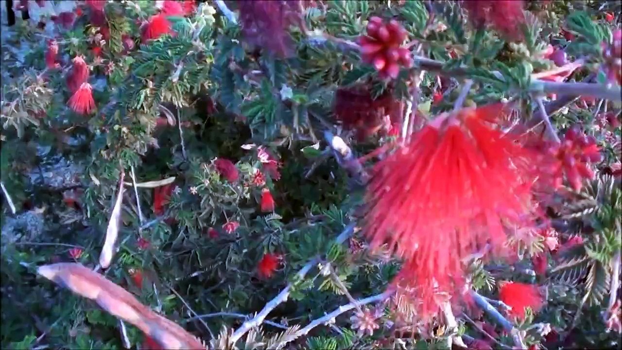 Is this normal on this plant-