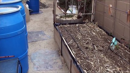 Lettuce on the Loose!