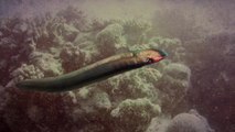 Ask Us Anything: Why Don't Electric Eels Electrocute Themselves?
