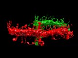 A 3D reconstruction of the neural tissue in a mouse’s neocortex