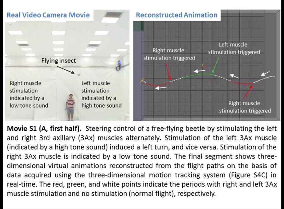 Flying Cyborg Beetle