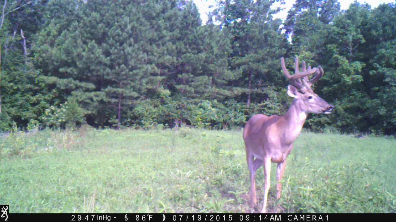July Trail Camera Check