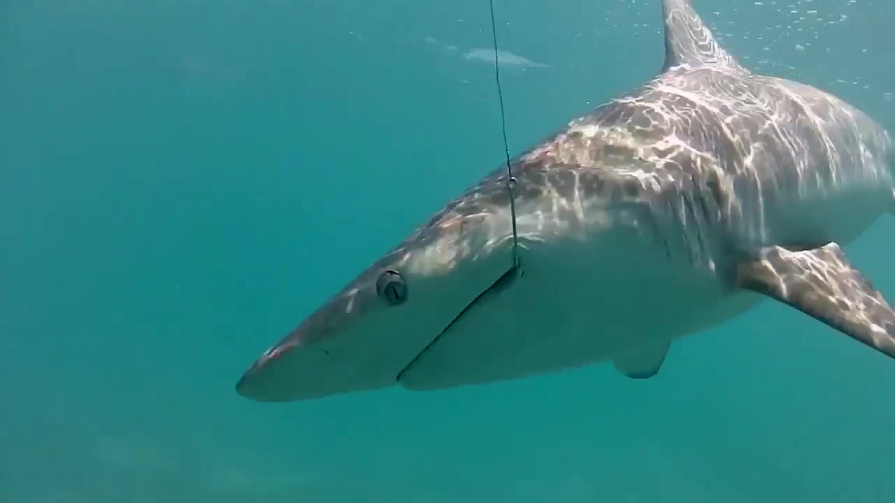 Spinner Sharks Hooked Up