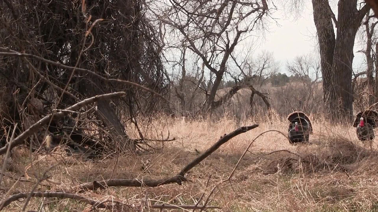 Bow-Kill Turkey at 4 Steps