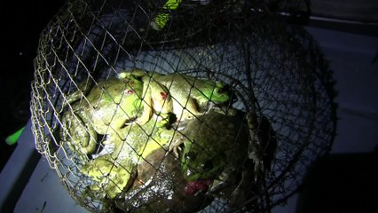 Friday Night Frog Hunt