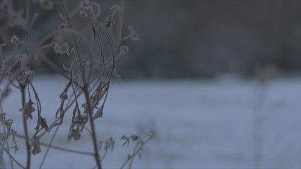 How to Make a Predator-Calling Setup