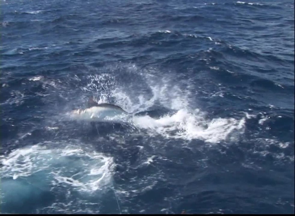 Marlin University - Australia