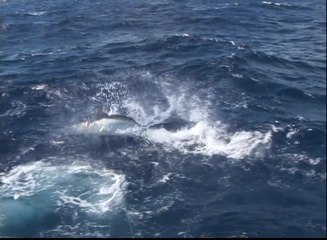 Marlin University - Australia