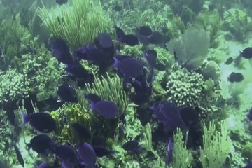 Aboard the Aqua Cat: Traveling the Wax Cay Cut.