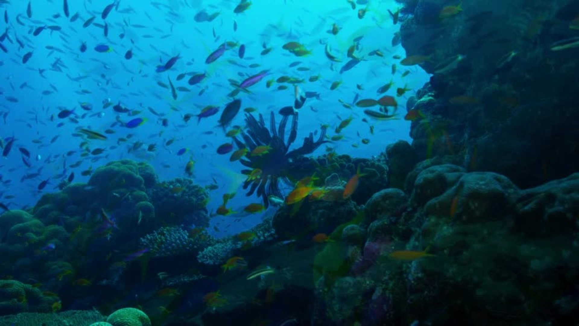 BARE The Adventure: Great Barrier Reef, Australia - video Dailymotion
