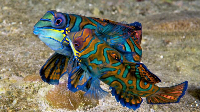 World's Best Diving and Resorts Wakatobi Dive Resort