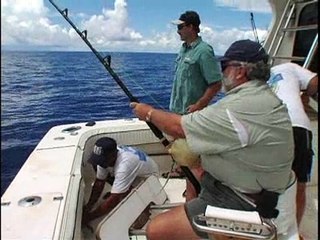 Bermuda Tiger Sharkin' II