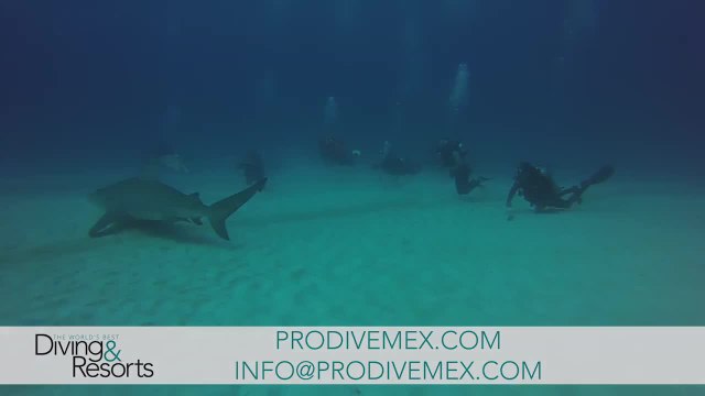 World's Best Diving & Resorts: Pro Dive Mexico