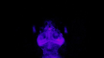 A Zebrafish Eyes Dinner