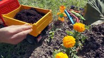 Learn to Plant Flowers with Giraffe Moffy, Truck & Excavator GARDENING Demo Education For