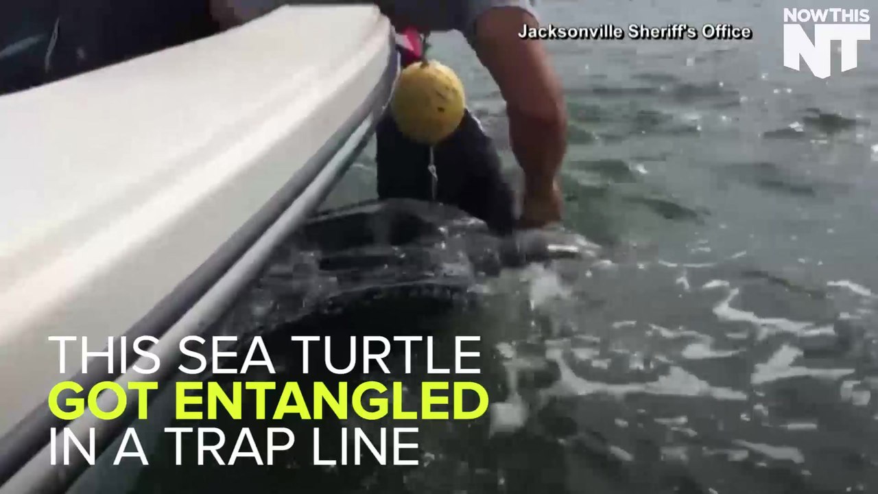 Sheriff Rescues Tangled Sea Turtle