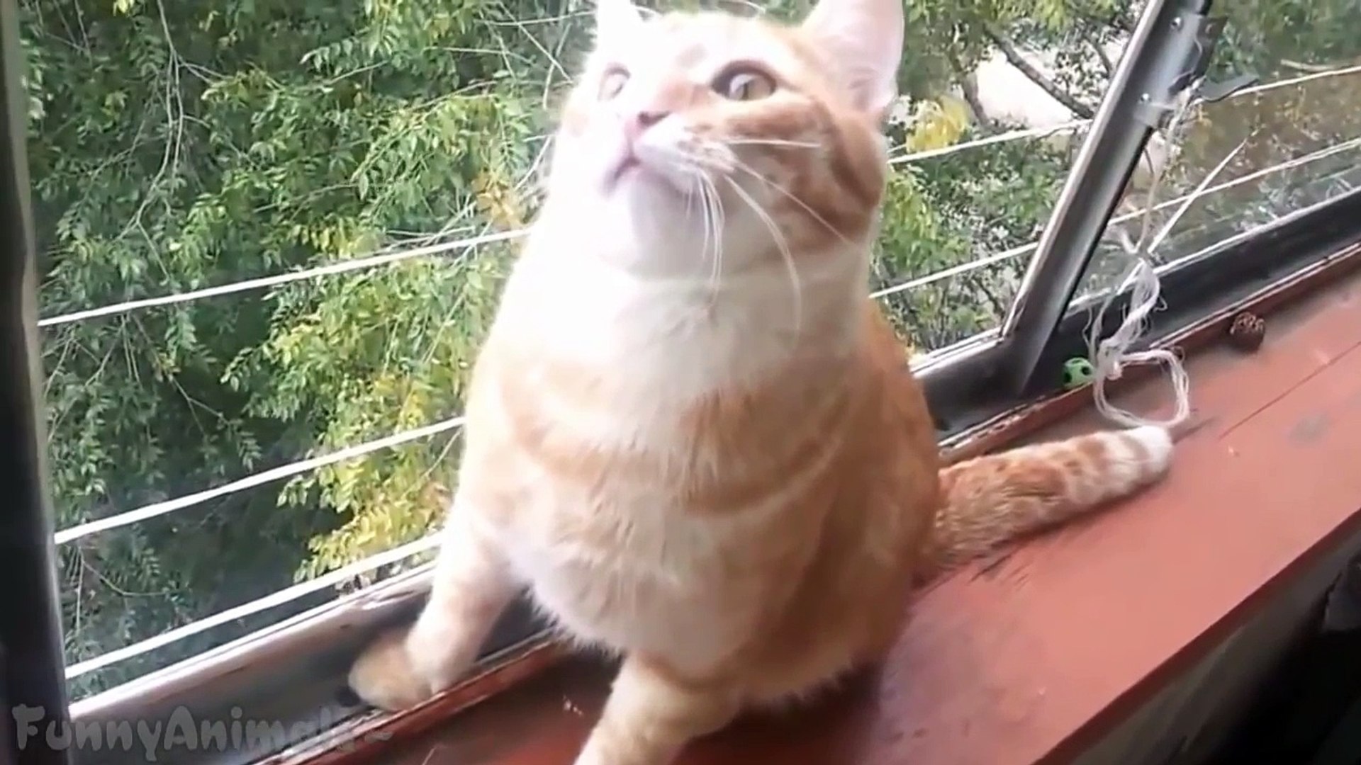 Broken Cats - Funny Cats Compilation