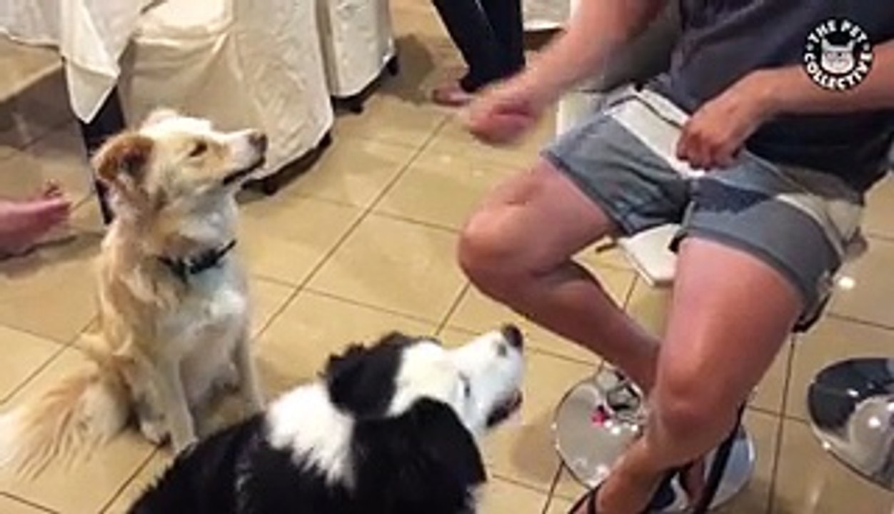 10 Cool Dog Tricks || Awesome Compilation