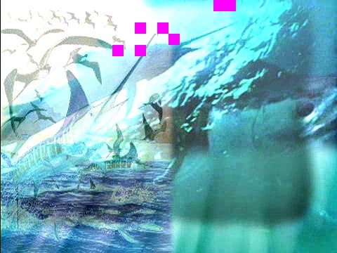 Great Barrier Reef Dive