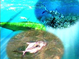 Sails in Isla Mujeres
