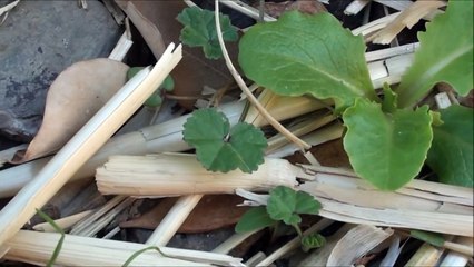 Possible Mallow growing in the yard - Edible Weeds