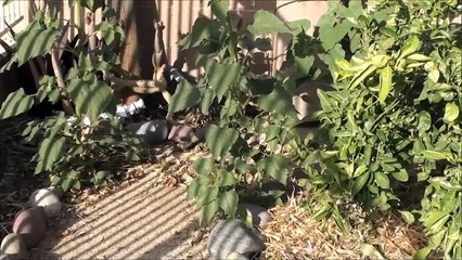 Sunflower Trail in Our Organic Garden