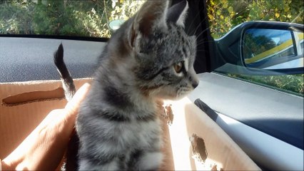 Cute kitten for my parents surprise