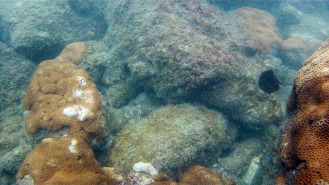 Mergulhando em Ubatuba, Natureza marinha, passeio de barco, Praia do Cedro, Praia do Alto, Ubatuba, SP, Brasil, Marcelo Ambrogi