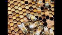 European Honeybee Virus: European Honeybee Under Threat from Virus Spread by Humans (News World)