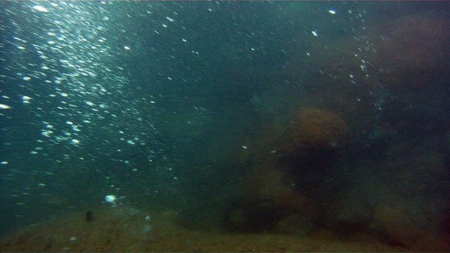Mergulhando em Ubatuba, Natureza marinha, passeio de barco, Praia do Cedro, Praia do Alto, Ubatuba, SP, Brasil, Marcelo Ambrogi