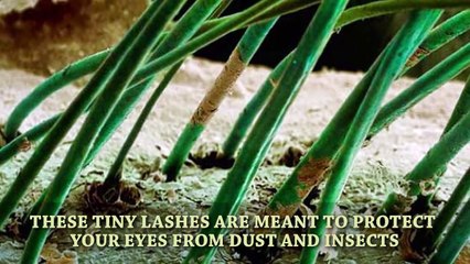 The Amazing World Seen Through A Microscope (2)