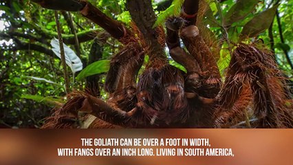 The Biggest Bugs Ever Found (2)