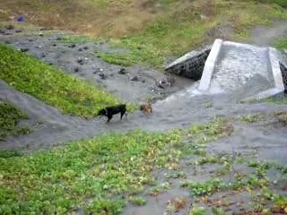 Holly :refus de priorité à droite=accident