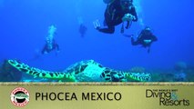 World's Best Diving & Resorts: Phocea Mexico