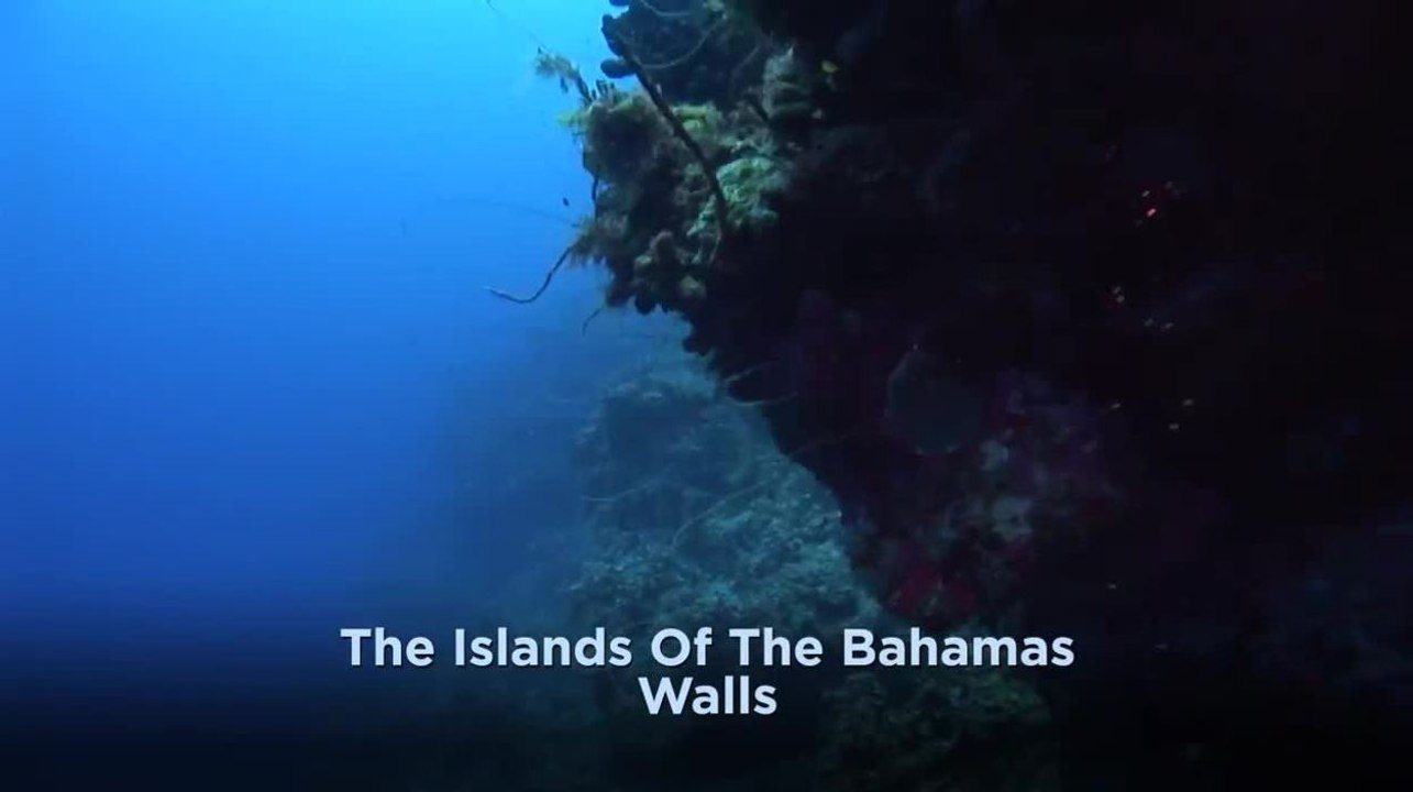 Bahamas - Walls