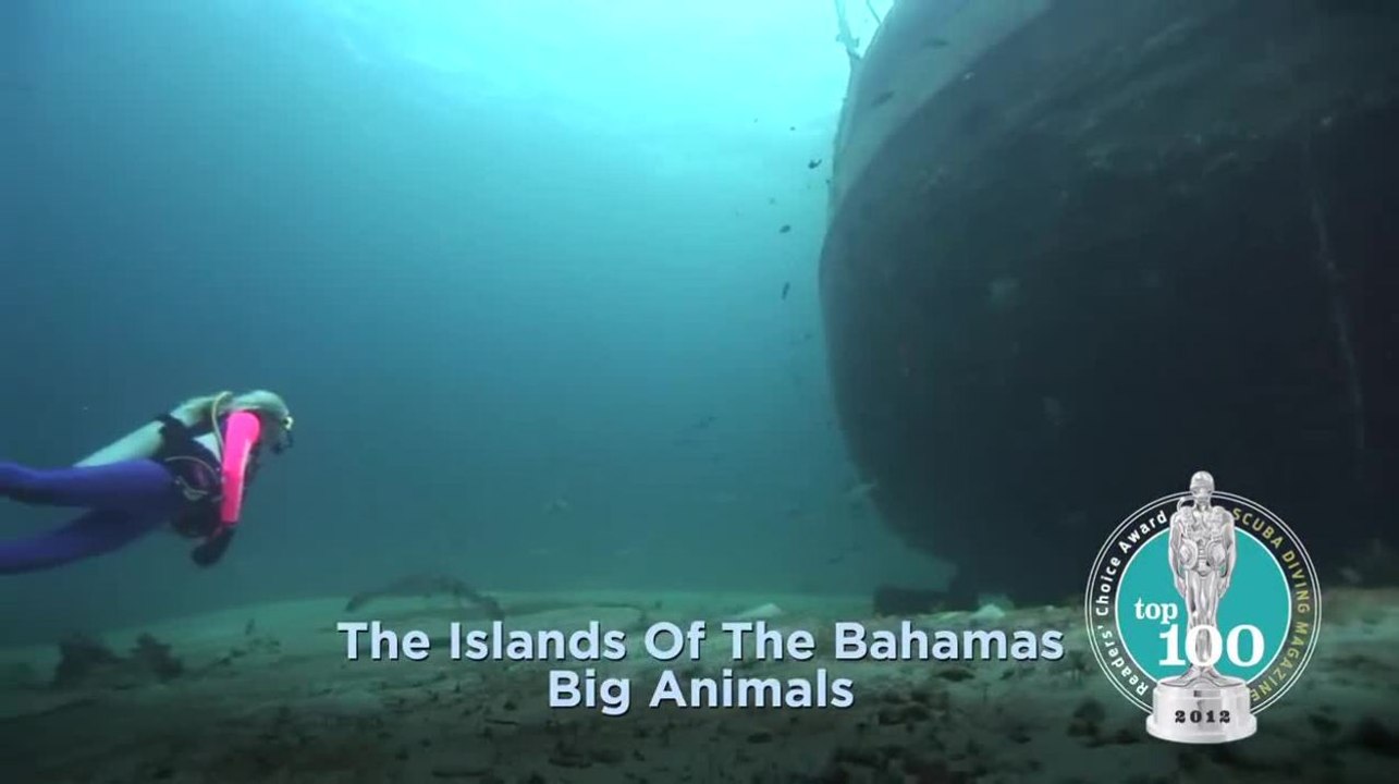 Bahamas - Big Animals