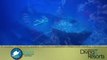2012 World's Best Diving & Resorts Video: Bimini Big Game Club Resort and Marina