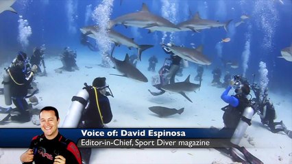 Stuart Cove's Dive Bahamas Top 5: Shark Feedings