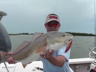 Sashimi Minnow SW & Jerkbait SW