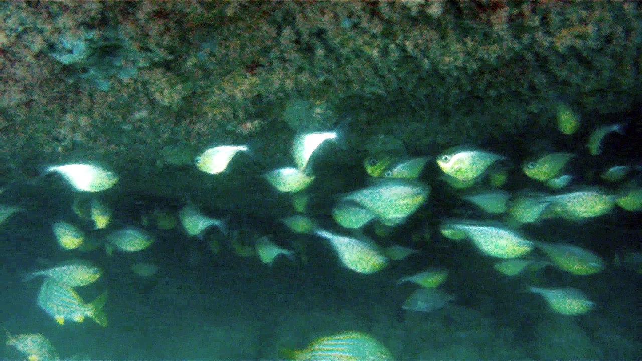 Mergulhando em Ubatuba, Natureza marinha, passeio de barco, Praia do Cedro, Praia do Alto, Ubatuba, SP, Brasil, Marcelo Ambrogi