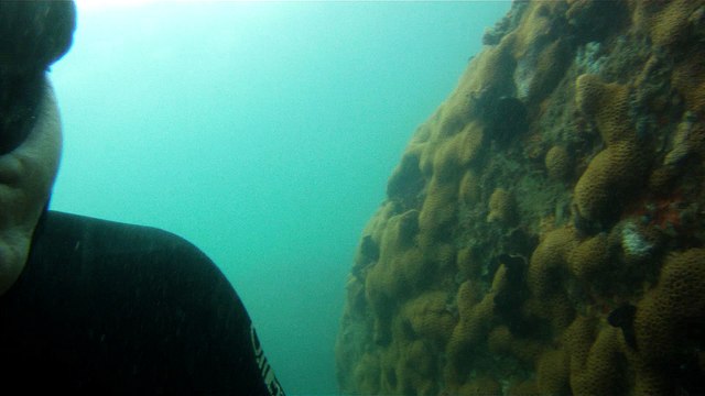 Mergulhando em Ubatuba, Natureza marinha, passeio de barco, Praia do Cedro, Praia do Alto, Ubatuba, SP, Brasil, Marcelo Ambrogi