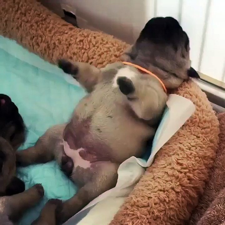A jerky puppy belly...