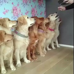 Feeding the dogs, very orderly...