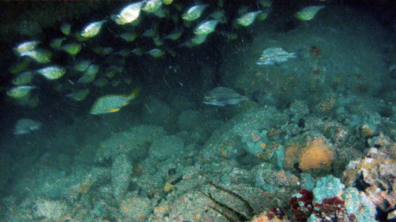 Mergulhando em Ubatuba, Natureza marinha, passeio de barco, Praia do Cedro, Praia do Alto, Ubatuba, SP, Brasil, Marcelo Ambrogi