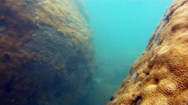 Mergulhando em Ubatuba, Natureza marinha, passeio de barco, Praia do Cedro, Praia do Alto, Ubatuba, SP, Brasil, Marcelo Ambrogi