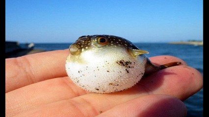 20 Animais exoticos que você provavelmente nunca viu parte 2