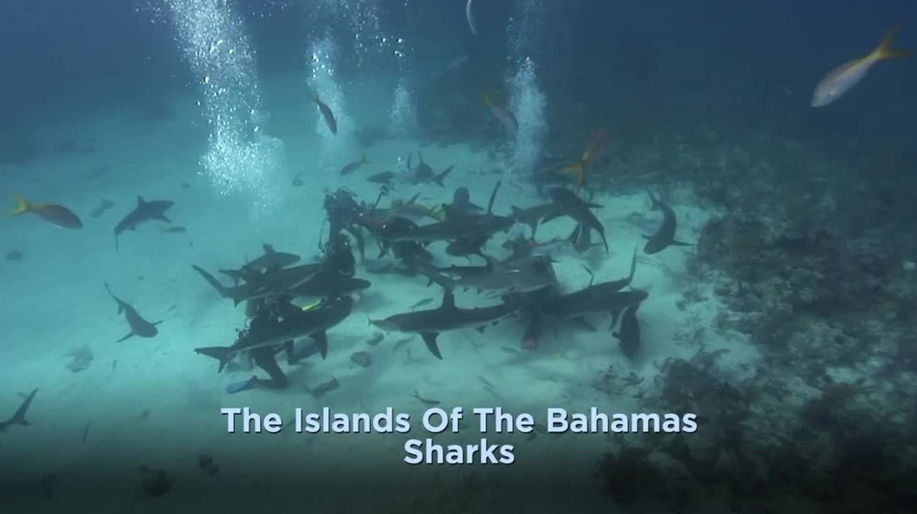 Bahamas - Sharks