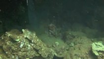 Diving Shark Fin Rock, Lanai