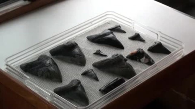 Diving for sharks teeth in Venice, Florida