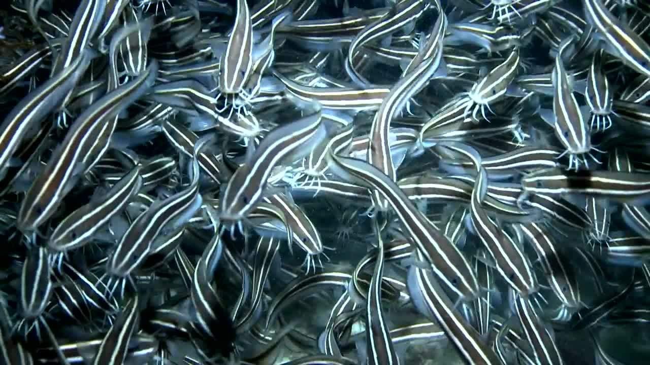 Night Diving Videography from Scubazoo